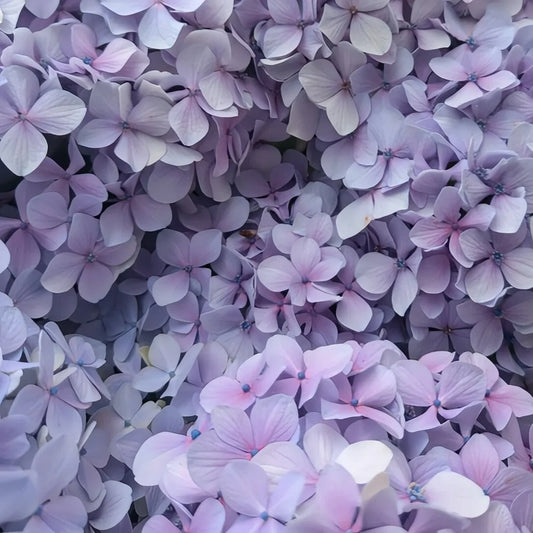 Close-up of soft lavender and blush pink hydrangea blooms with delicate pastel petals.