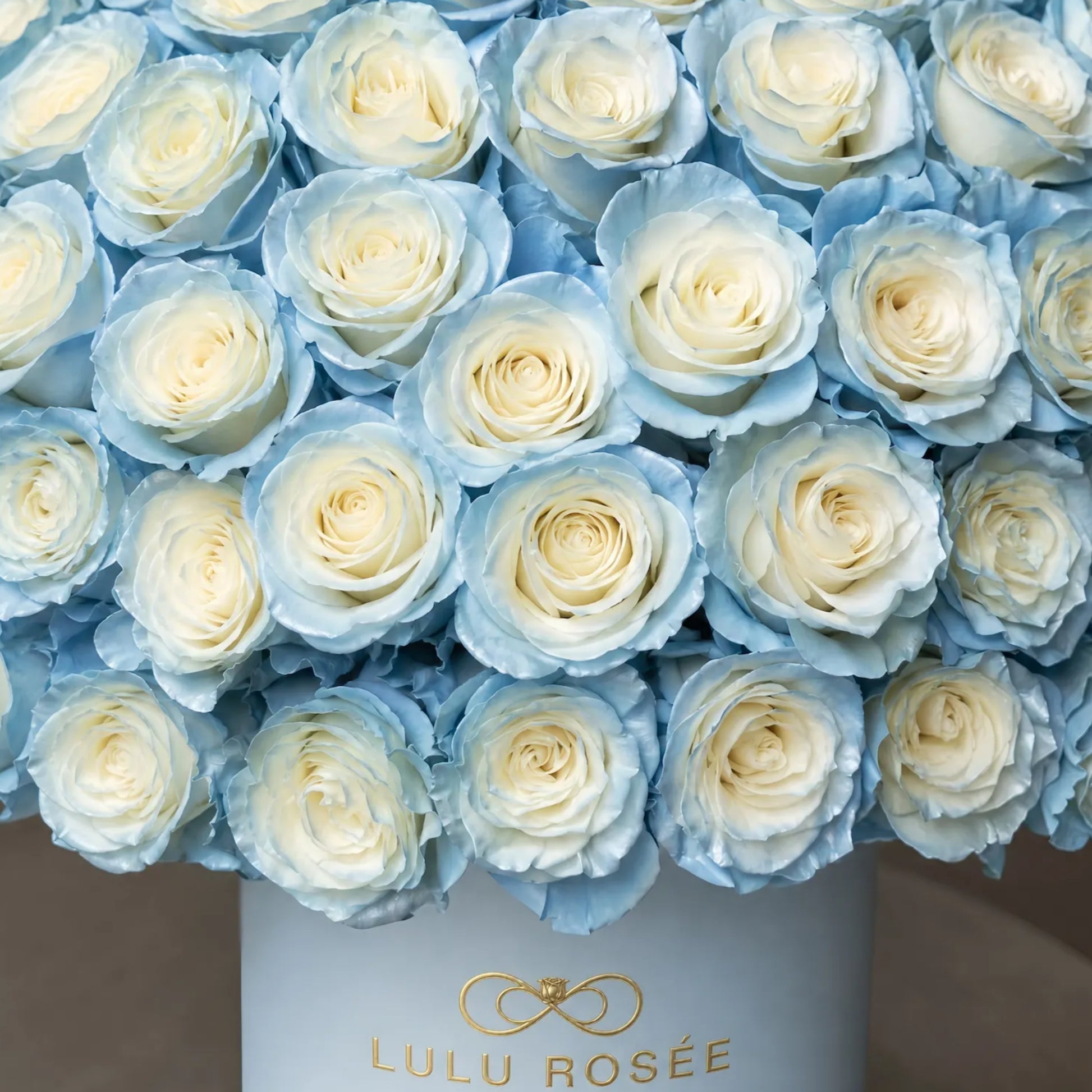 LULU ROSÉE Grande Superdome Ice Blue Gradient Preserved Rose Box close up, detailed view of gradient ice blue preserved rose blooms inside light blue round gift box