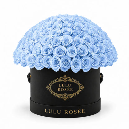 Baby blue preserved roses in a black LULU ROSÉE Large Le Plein box on a white background.
