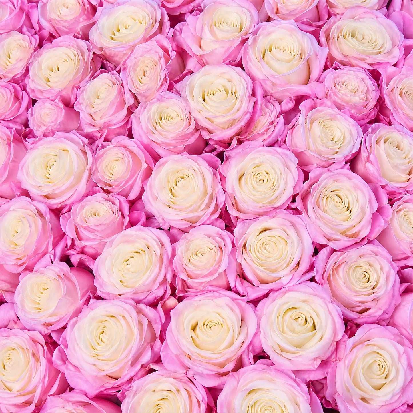Moyenne Long Stem 12 Rose Bouquet