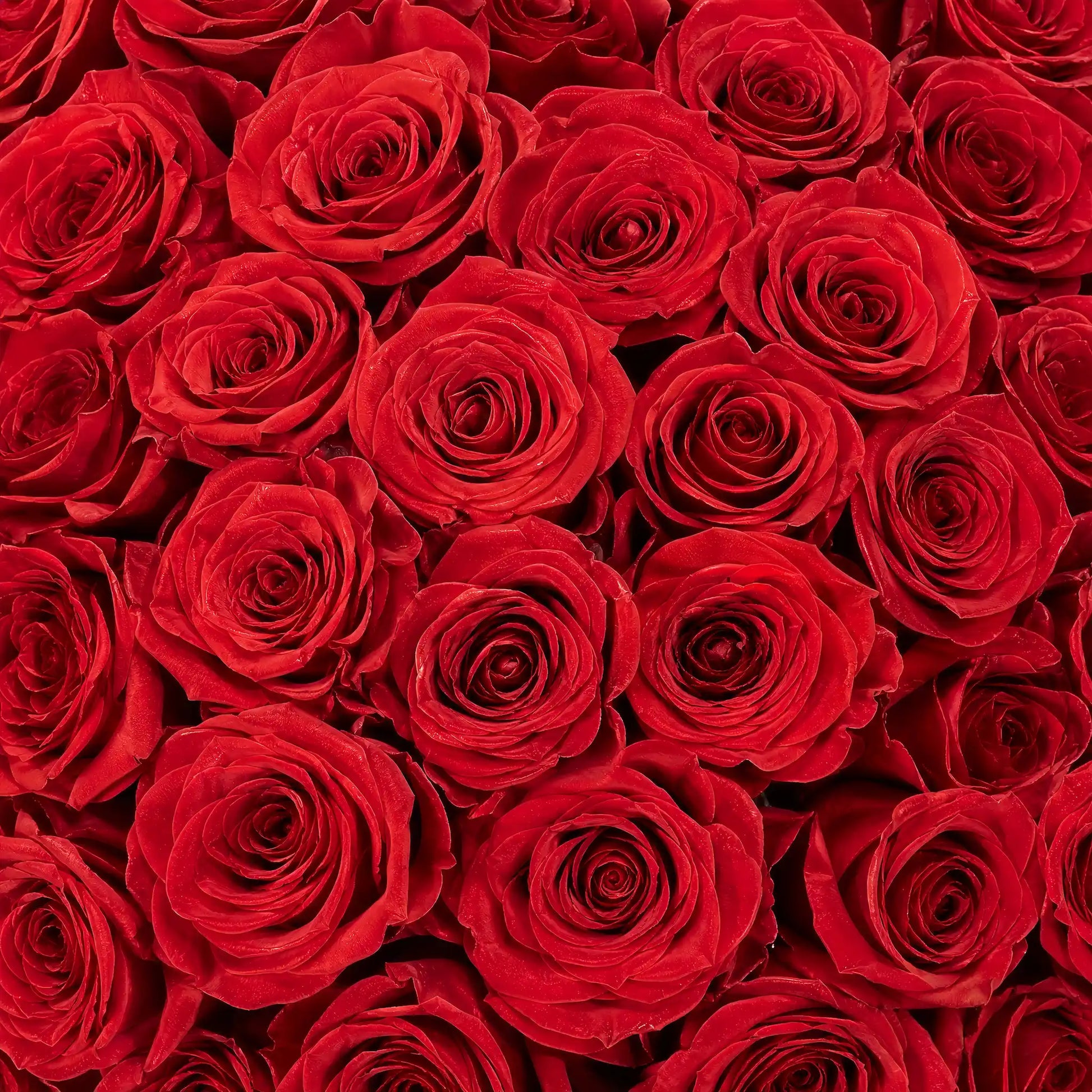 LULU ROSÉE long stem preserved red rose petal close-up color swatch, premium eternal rose texture detail, custom flower hue selection for long stem rose gift boxes