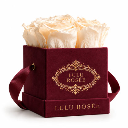 Burgundy velvet box with four light champagne preserved roses, on a white background