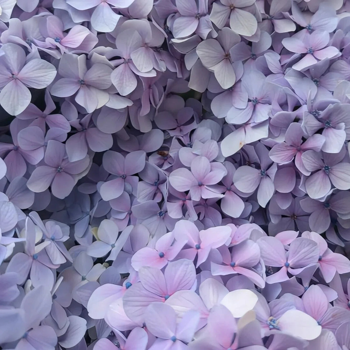 LULU ROSÉE close‑up of lavender preserved hydrangea petals, preserved everlasting flower, soft pastel floral aesthetic