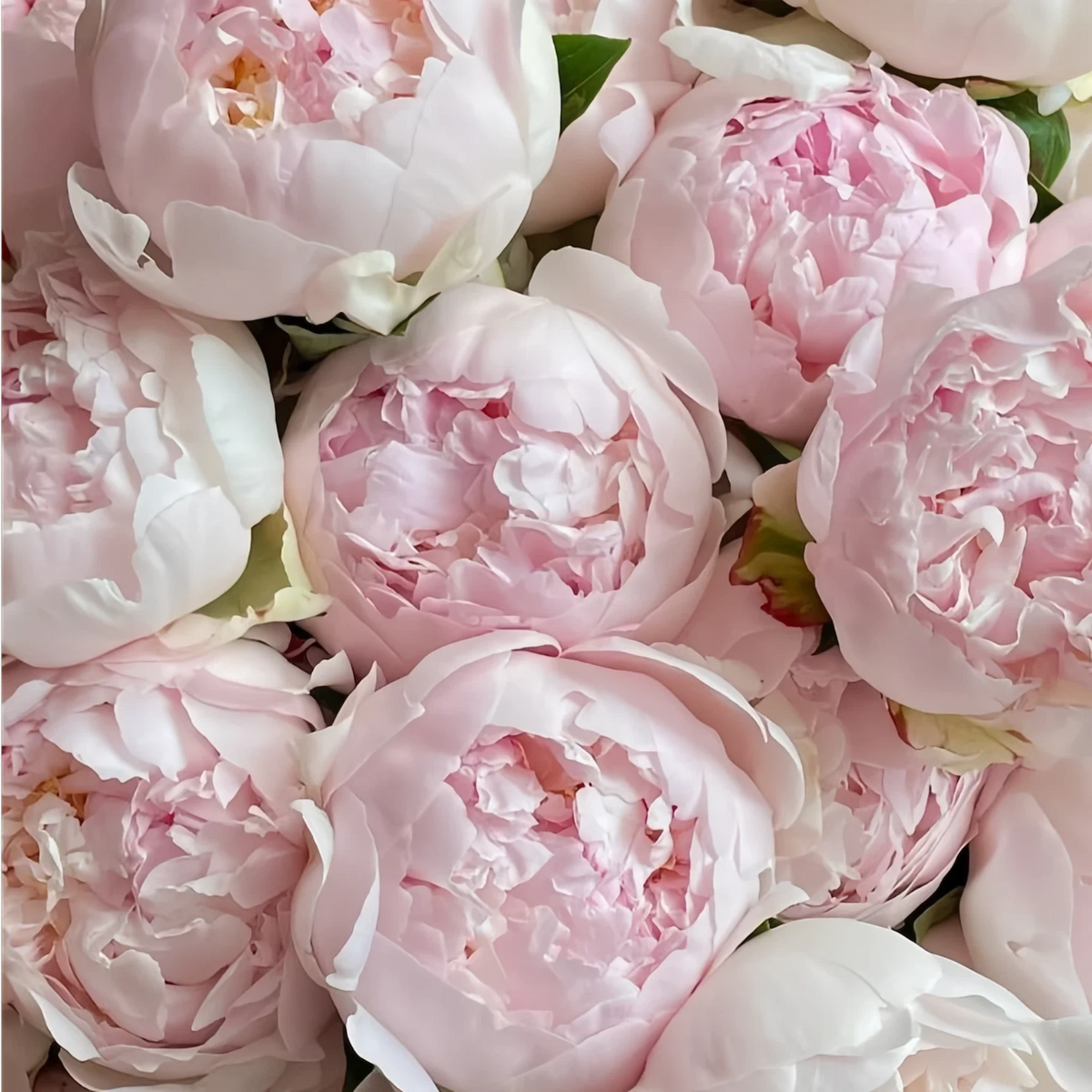 LULU ROSÉE close‑up shot of soft pink preserved peony blooms, preserved everlasting flower, luxury floral texture