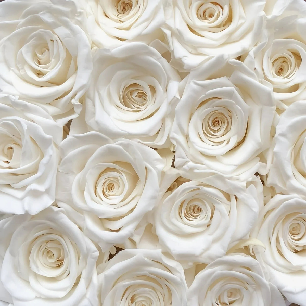 LULU ROSÉE close‑up shot of elegant white preserved roses, preserved everlasting flower, velvety luxury rose texture